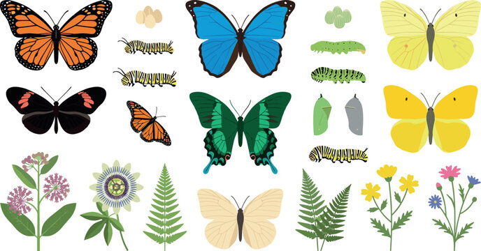 Butterfly life cycle species and botanical garden flower vector icon set with monarch morpho swallowtail caterpillar eggs chrysalis and ferns