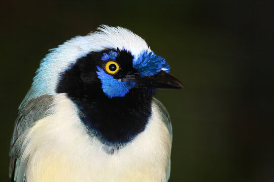Gr&uuml;nh&auml;her oder Inkah&auml;her / Green jay / Cyanocorax yncas
