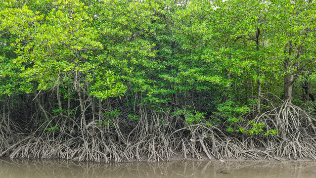 Mangrove forest shoreline with dense green trees and complex root system. Tropical coastal wetland ecosystem on muddy riverbank, nature background.