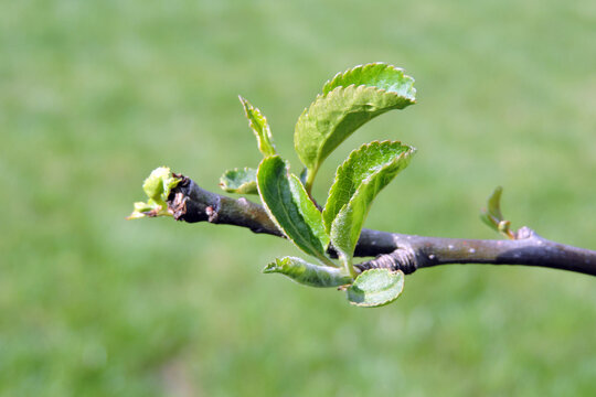 Close-up of young green leaves and buds growing on an apple tree branch in spring