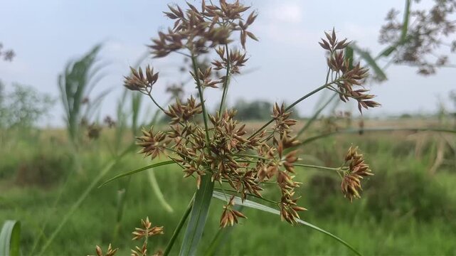 footage nature plant flowers landscape