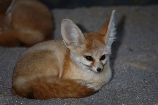 Fennek oder W&uuml;stenfuchs / Fennec fox / Vulpes zerda - Fennecus zerda