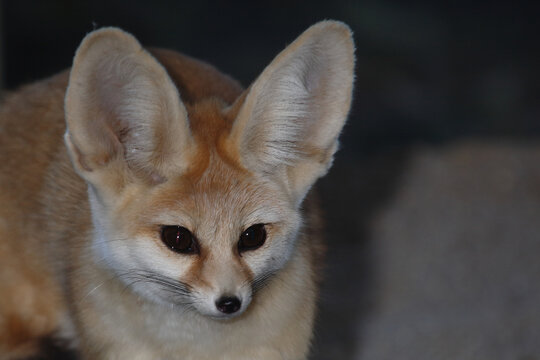 Fennek oder W&uuml;stenfuchs / Fennec fox / Vulpes zerda - Fennecus zerda