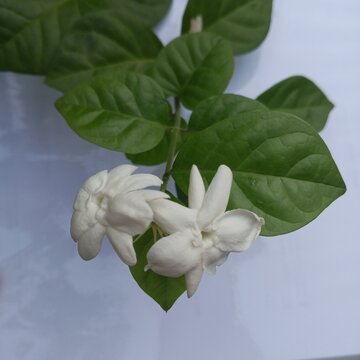  Double arabian Jasmine jasminum sambac white flowers with green leaves on white background
