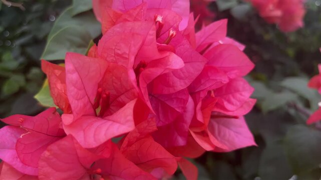 footage nature plant flowers landscape