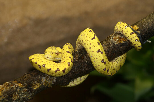 Gr&uuml;ner Baumpython / Green tree python / Morelia viridis
