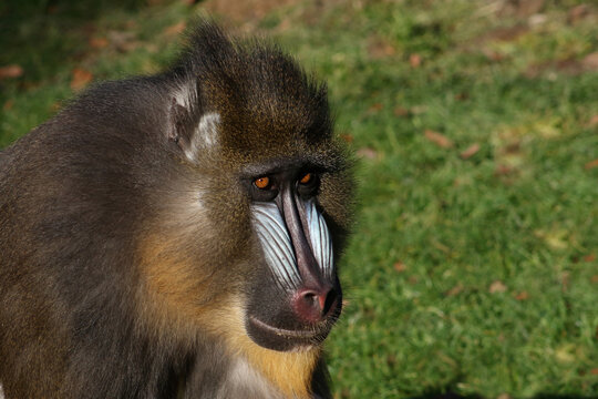 Mandrill / Mandrill / Mandrillus sphinx