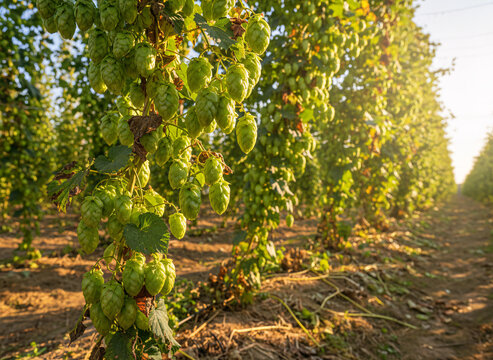 Green hop cones heavy on the bine, surfaces showing honest wear and use, warm low-angle light with long shadows