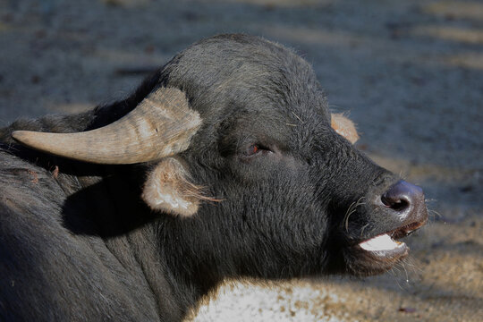 Wasserb&uuml;ffel / Water buffalo / Bubalus bubalis