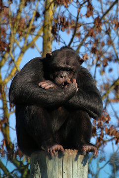 Gemeiner Schimpanse / Common chimpanzee / Pan troglodytes