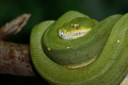 Gr&uuml;ner Baumpython / Green tree python / Morelia viridis
