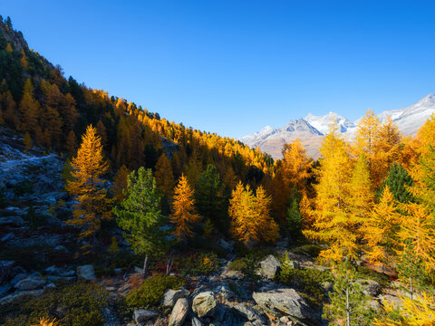 Scenic mountain landscape with colorful autumn trees under a clear sky in daytime. Vibrant fall foliage on hillsides and mountain peaks in daylight.