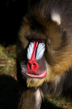 Mandrill / Mandrill / Mandrillus sphinx