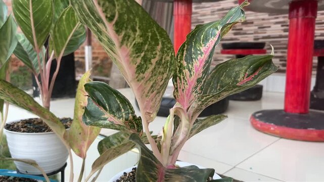 footage nature plant flowers landscape