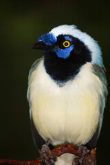 Fototapeta premium Grünhäher oder Inkahäher / Green jay / Cyanocorax yncas