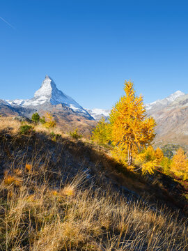 Matterhorn mountain peak rising above a colorful autumn forest in Zermatt, Switzerland. Alpine autumn landscape. Background, postcard, wallpaper.