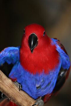 Edelpapagei / Eclectus parrot / Eclectus roratus