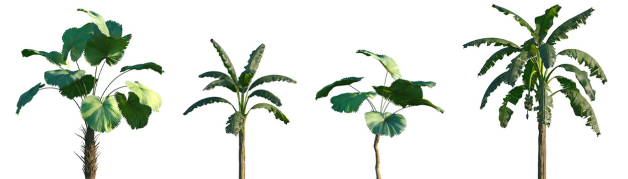 Set of Licuala peltata and Musa paradisiaca frontal palms set isolated png on a transparent background perfectly cutout