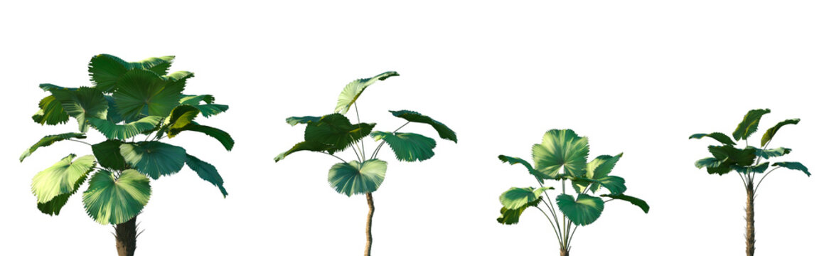 Set of Licuala peltata frontal palms set isolated png on a transparent background perfectly cutout