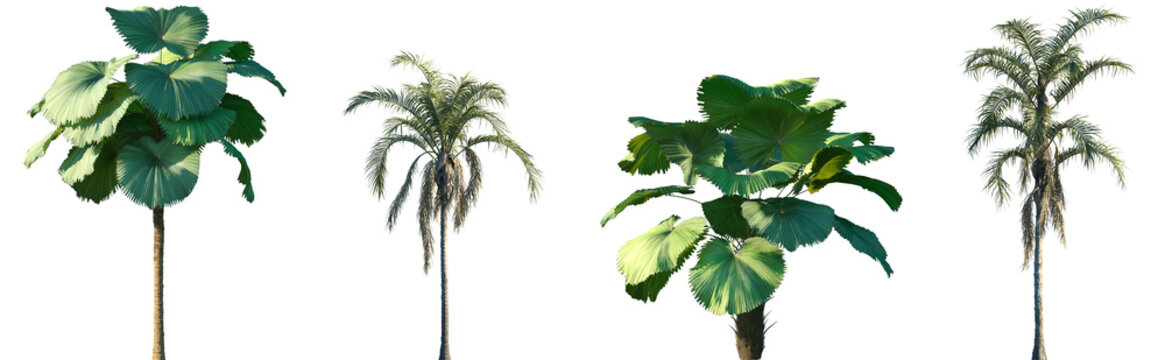 Set of Licuala peltata and Syagrus botryophora frontal palms set isolated png on a transparent background perfectly cutout