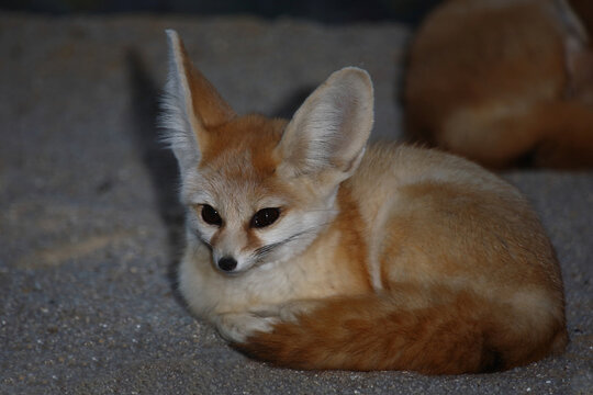 Fennek oder W&uuml;stenfuchs / Fennec fox / Vulpes zerda - Fennecus zerda