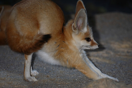 Fennek oder W&uuml;stenfuchs / Fennec fox / Vulpes zerda - Fennecus zerda