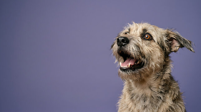 Surprised scruffy terrier dog with funny memes expression