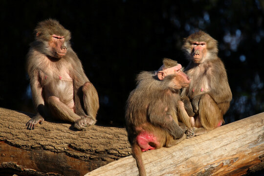 Mantelpavian / Hamadryas baboon / Papio hamadryas