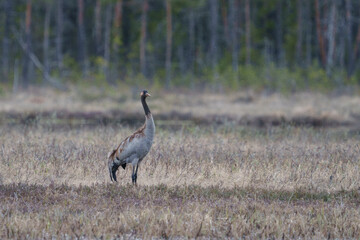 Obraz premium Common crane, grus grus