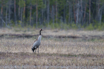 Obraz premium Common crane, grus grus