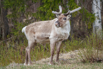 Reindeer, rangifer tarandus © Mats