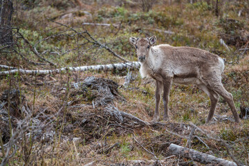 Reindeer, rangifer tarandus © Mats