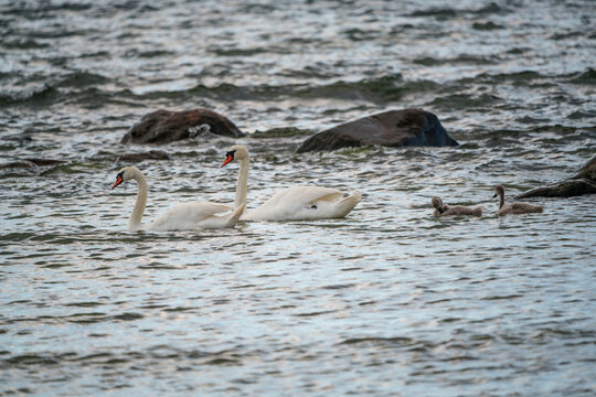 Mute Swans, Cygnus olor
