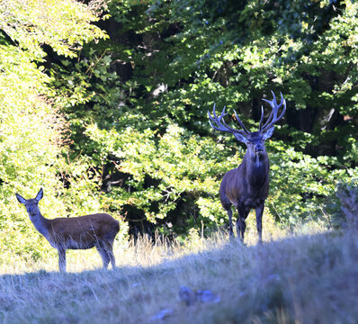 Cerf 14 cors et une biche en p&eacute;riode du brame du cerf. Vercors Sud - Dr&ocirc;me
