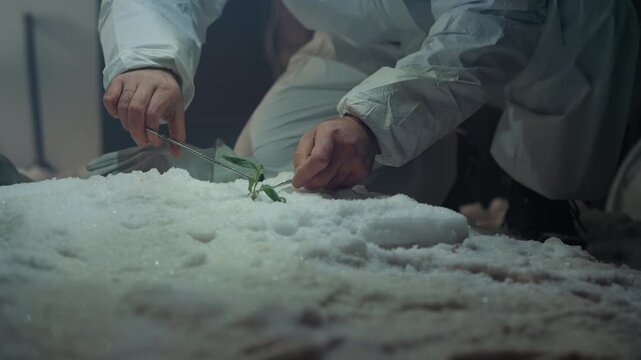 Scientist examines frozen plant sample, gloved hands clear frost from tiny seedling on granular snow substrate, dim clinical lighting suggests abandoned research house, hints of nuclear winter
