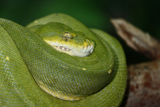 Gr&uuml;ner Baumpython / Green tree python / Morelia viridis