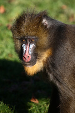 Mandrill / Mandrill / Mandrillus sphinx