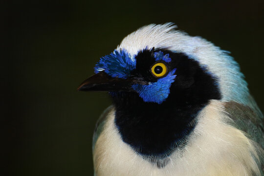 Gr&uuml;nh&auml;her oder Inkah&auml;her / Green jay / Cyanocorax yncas