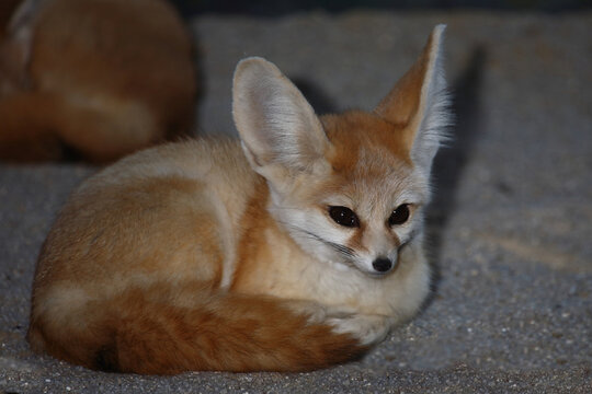 Fennek oder W&uuml;stenfuchs / Fennec fox / Vulpes zerda - Fennecus zerda