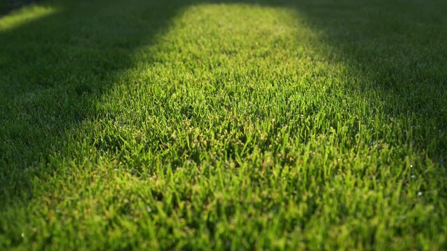 Close up on perfectly manicured green grass lawn with sunlight and shadow.