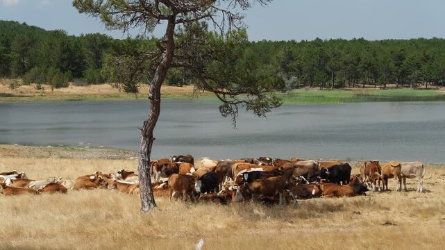 Cattle in the pasture near lake. 4k video 