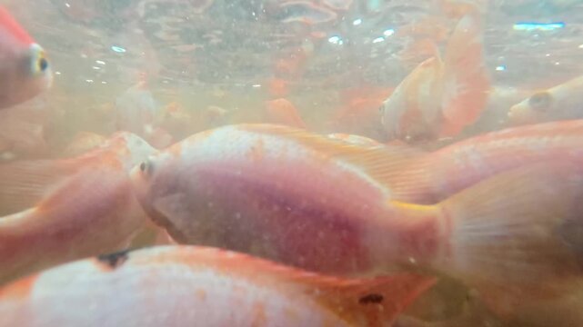 Underwater footage of numerous young red tilapia fish swimming together in an aquaculture pond, showing early-stage fish development and freshwater fish farming