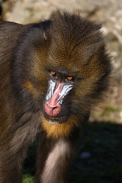 Mandrill / Mandrill / Mandrillus sphinx