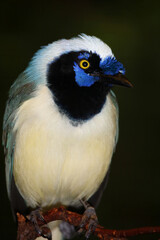 Obraz premium Grünhäher oder Inkahäher / Green jay / Cyanocorax yncas