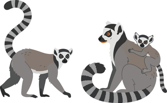 Two ring tailed lemurs with a baby lemur on its back.