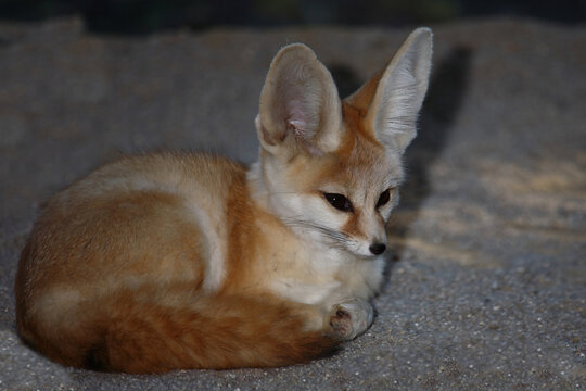 Fennek oder W&uuml;stenfuchs / Fennec fox / Vulpes zerda - Fennecus zerda