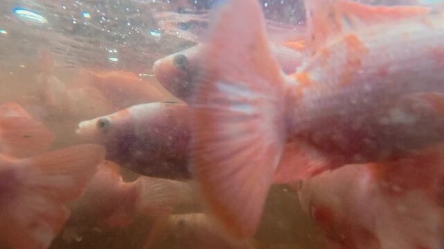 Underwater footage of numerous young red tilapia fish swimming together in an aquaculture pond, showing early-stage fish development and freshwater fish farming