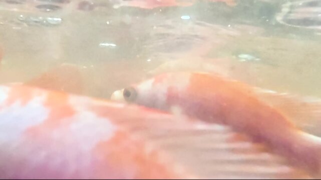 Underwater footage of numerous young red tilapia fish swimming together in an aquaculture pond, showing early-stage fish development and freshwater fish farming