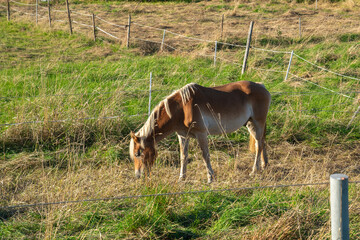 Horse grazing on a farm in a grassy field during the afternoon © Jill Dundee