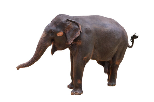 Elephant isolated on transparent background png file